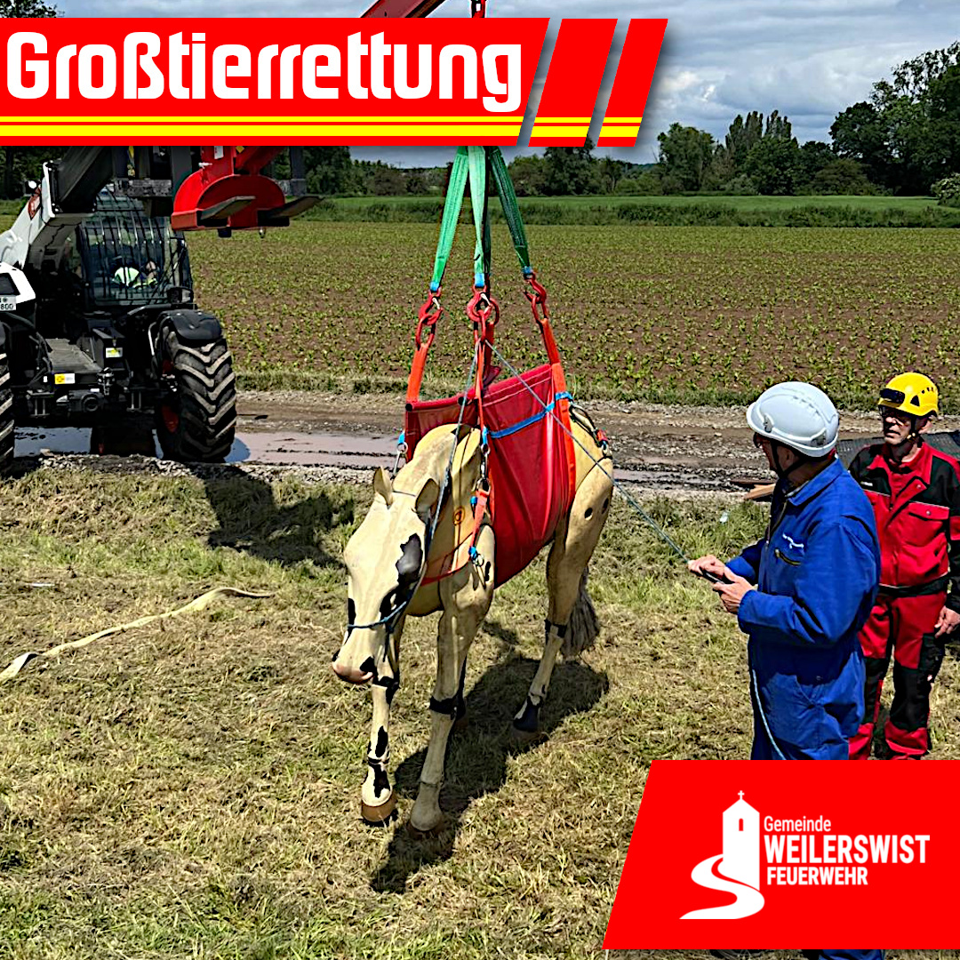 Großtierrettung Bild 2